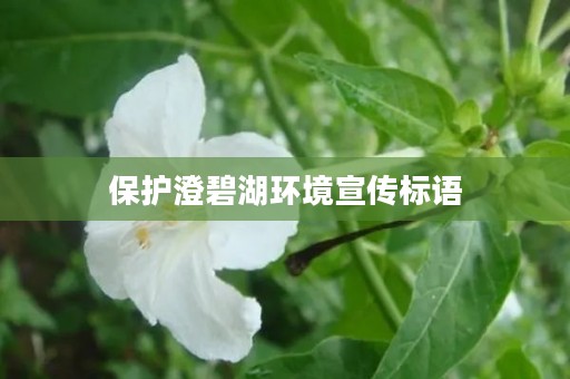 保护澄碧湖环境宣传标语